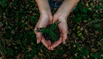 Compost